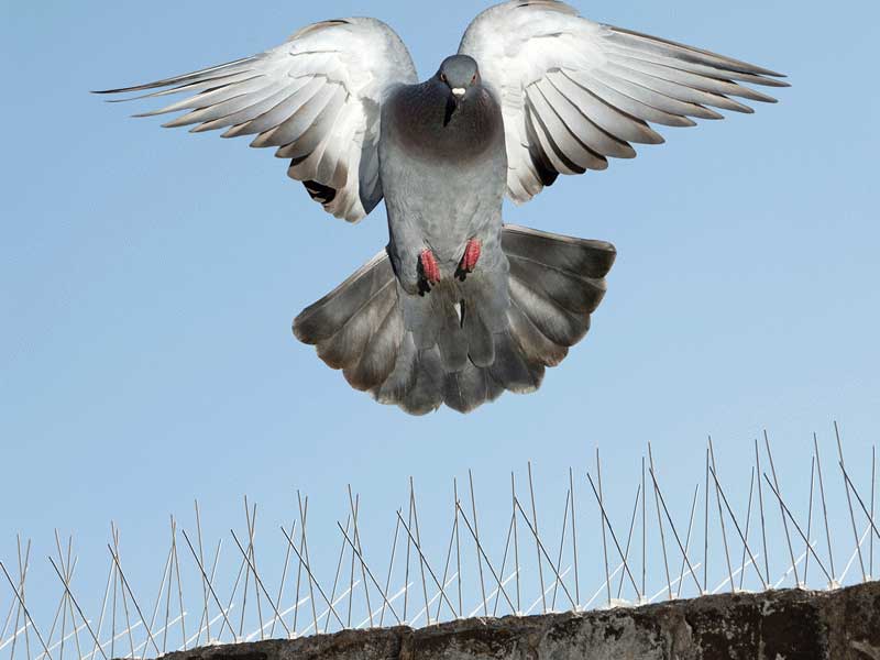 bird-spikes